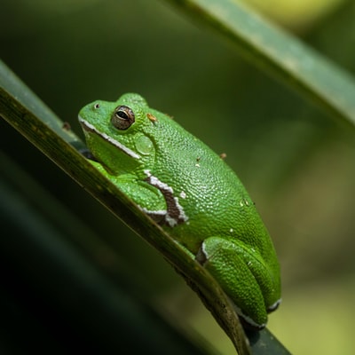 绿蛙栖息在绿叶上选择性聚焦摄影